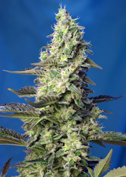GREEN POISON XL AUTO - 100 UNIDADES FEMINIZADAS - SWEET SEEDS - SEMILLAS