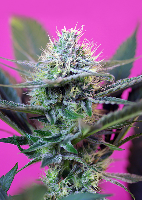 + SPEED AUTO - 100 UNIDADES FEMINIZADAS - SWEET SEEDS - SEMILLAS