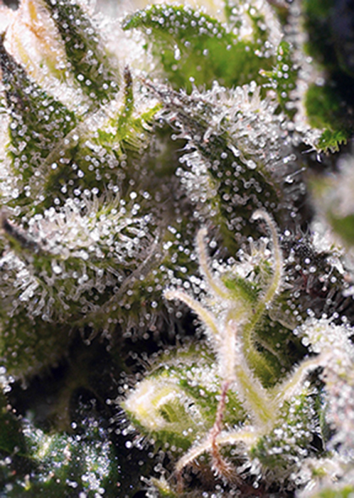 CREAM CARAMEL AUTO - 25 UNIDADES FEMINIZADAS - SWEET SEEDS - SEMILLAS