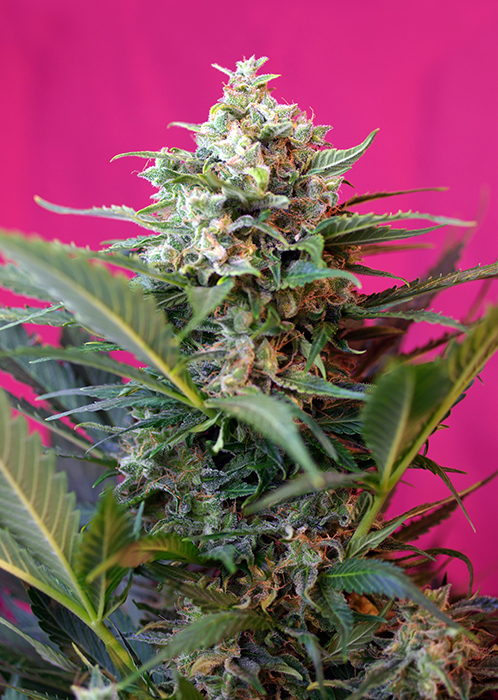BIG DEVIL XL AUTO - 25 UNIDADES FEMINIZADAS - SWEET SEEDS - SEMILLAS