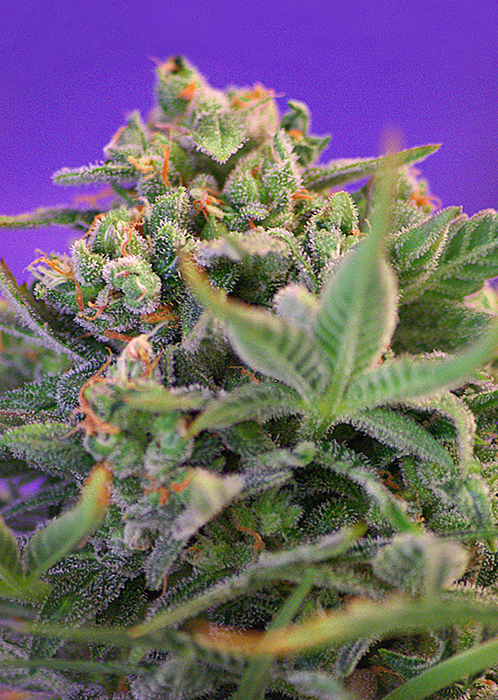 SWEET CHEESE FAST
VERSION - 25 UNIDADES FEMINIZADAS - SWEET SEEDS - SEMILLAS