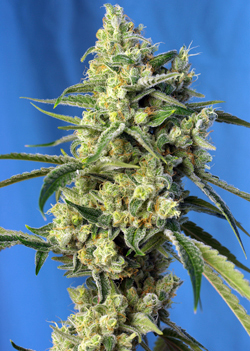 SWEET AMNESIA HAZE - 25 UNIDADES FEMINIZADAS - SWEET SEEDS - SEMILLAS