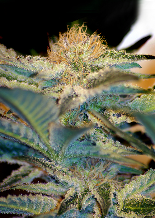MOHAN RAM - 25 UNIDADES FEMINIZADAS - SWEET SEEDS - SEMILLAS