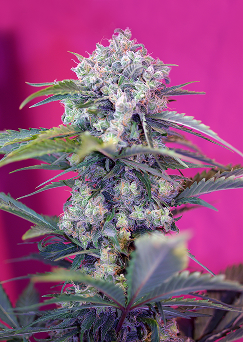 CREAM MANDARINE AUTO - 25 UNIDADES FEMINIZADAS - SWEET SEEDS - SEMILLAS