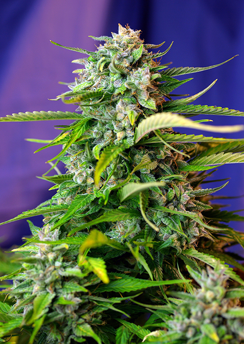 JACK 47 AUTO - 25 UNIDADES FEMINIZADAS - SWEET SEEDS - SEMILLAS