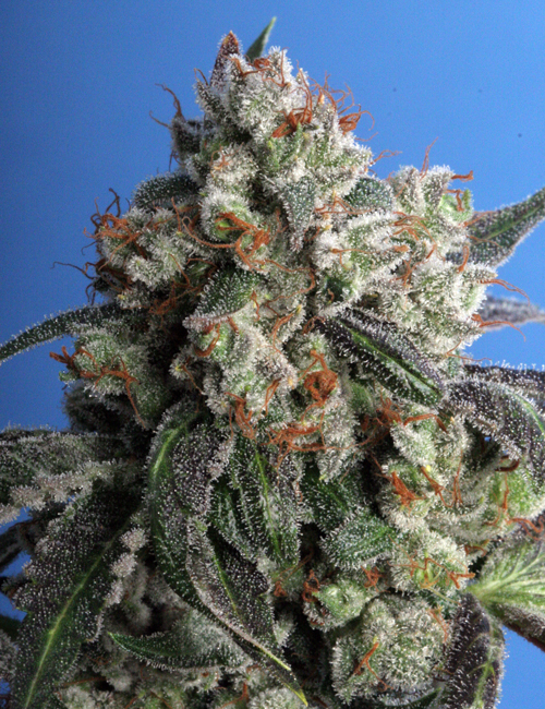BURMESE KUSH - 2 UNIDADES FEMINIZADAS - T.H. SEEDS - SEMILLAS