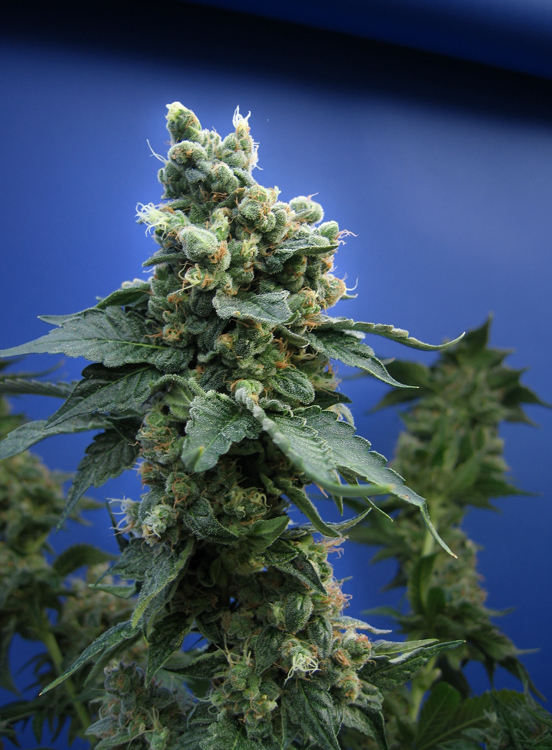 SAGE'N SOUR - 2 UNIDADES FEMINIZADAS - T.H. SEEDS - SEMILLAS