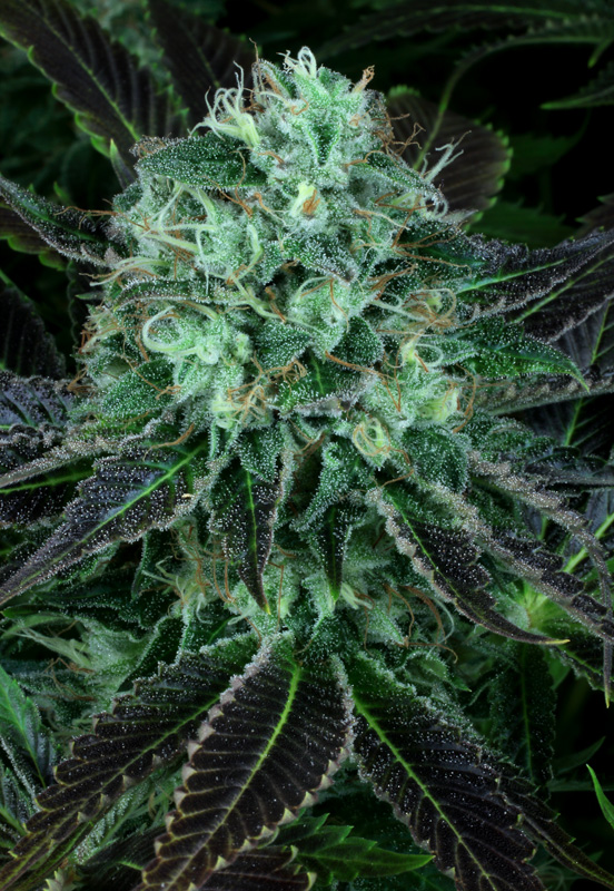 DARKSTAR - 2 UNIDADES FEMINIZADAS - T.H. SEEDS - SEMILLAS