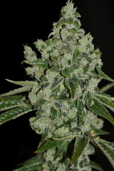 ULTRASOUR - 2 UNIDADES FEMINIZADAS - T.H. SEEDS - SEMILLAS