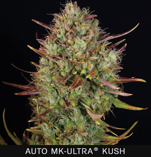 AUTO MK-ULTRA KUSH - 2 UNIDADES FEMINIZADAS - T.H. SEEDS - SEMILLAS
