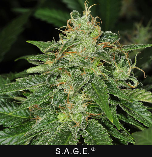 S.A.G.E. - 2 UNIDADES FEMINIZADAS - T.H. SEEDS - SEMILLAS