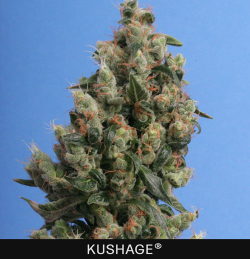 KUSHAGE - 2 UNIDADES FEMINIZADAS - T.H. SEEDS - SEMILLAS