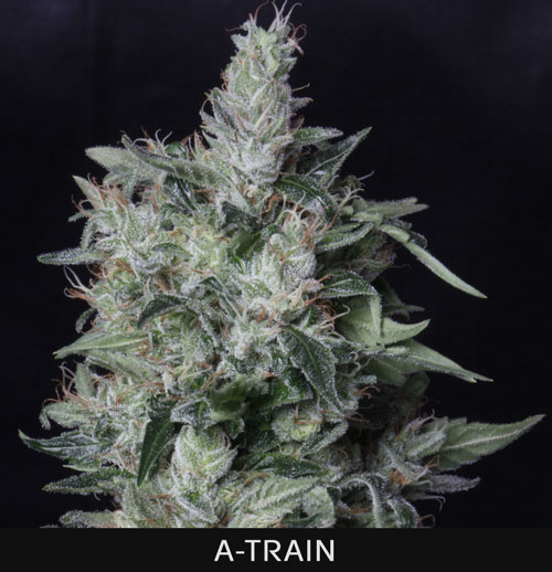 A-TRAIN - 2 UNIDADES FEMINIZADAS - T.H. SEEDS - SEMILLAS