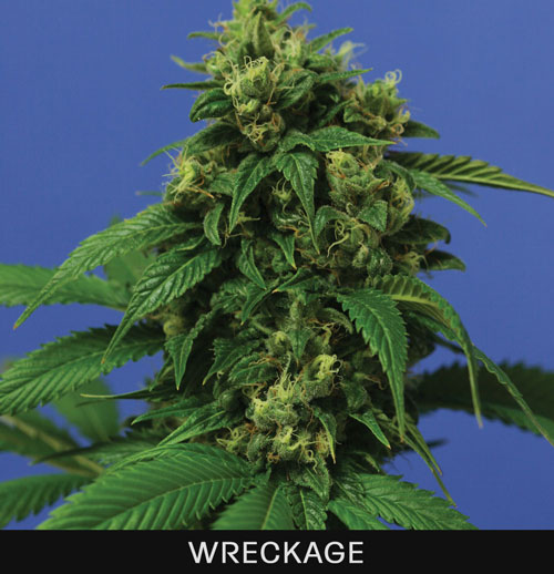 WRECKAGE - 2 UNIDADES FEMINIZADAS - T.H. SEEDS - SEMILLAS
