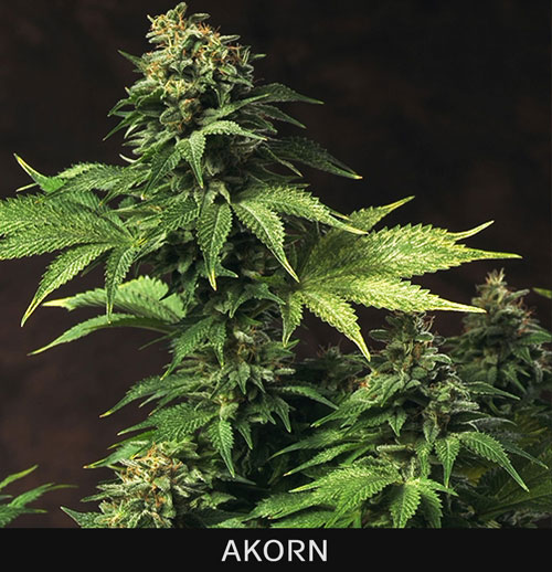AKORN - 2 UNIDADES FEMINIZADAS - T.H. SEEDS - SEMILLAS