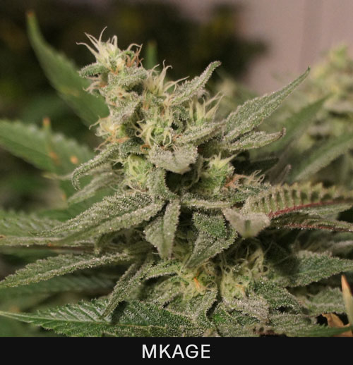 MKAGE - 5 UNIDADES FEMINIZADAS - T.H. SEEDS - SEMILLAS