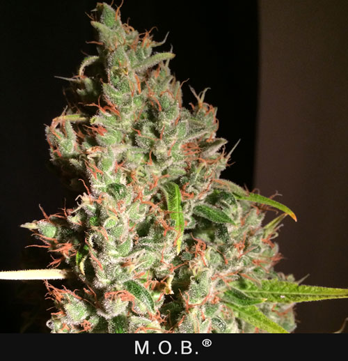 M.O.B. - 5 UNIDADES FEMINIZADAS - T.H. SEEDS - SEMILLAS