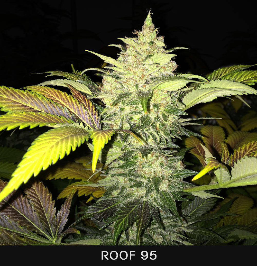ROOF 95 - 5 UNIDADES FEMINIZADAS - T.H. SEEDS - SEMILLAS