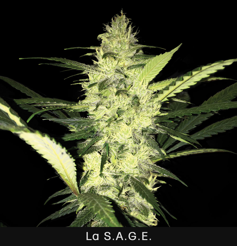 LA S.A.G.E. - 5 UNIDADES FEMINIZADAS - T.H. SEEDS - SEMILLAS