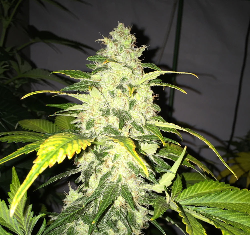 CHOCOLATE CHUNK - 5 UNIDADES FEMINIZADAS - T.H. SEEDS - SEMILLAS