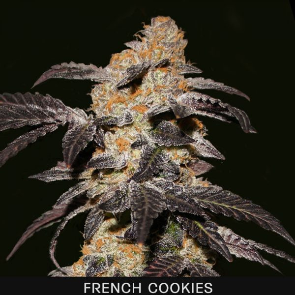 FRENCH COOKIES - 5 UNIDADES FEMINIZADAS - T.H. SEEDS - SEMILLAS