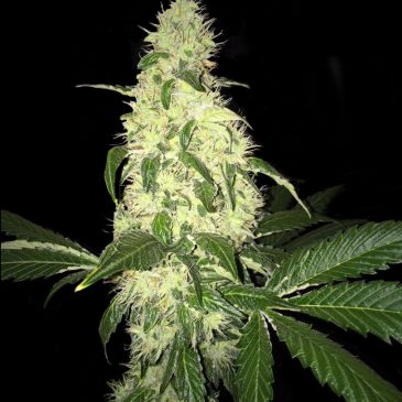 AFGHANIBERRY - 5 UNIDADES REGULARES - T.H. SEEDS - SEMILLAS