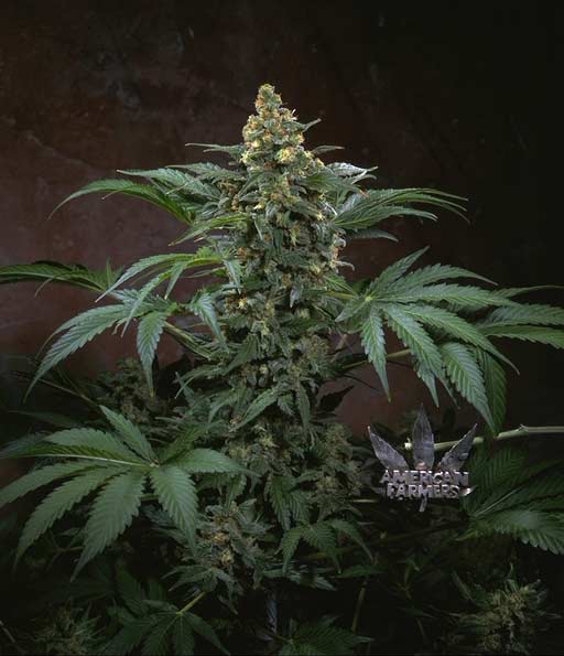 BUBBLEGUM - 10 UNIDADES FEMINIZADAS - T.H. SEEDS - SEMILLAS