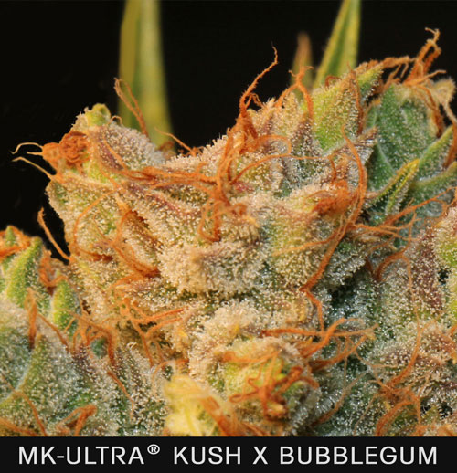 MK-ULTRA KUSH X BUBBLEGUM - 10 UNIDADES FEMINIZADAS - T.H. SEEDS - SEMILLAS