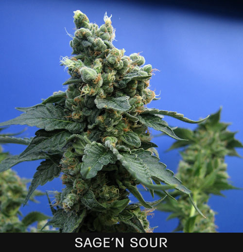 SAGE N SOUR - 50 UNIDADES FEMINIZADAS - T.H. SEEDS - SEMILLAS
