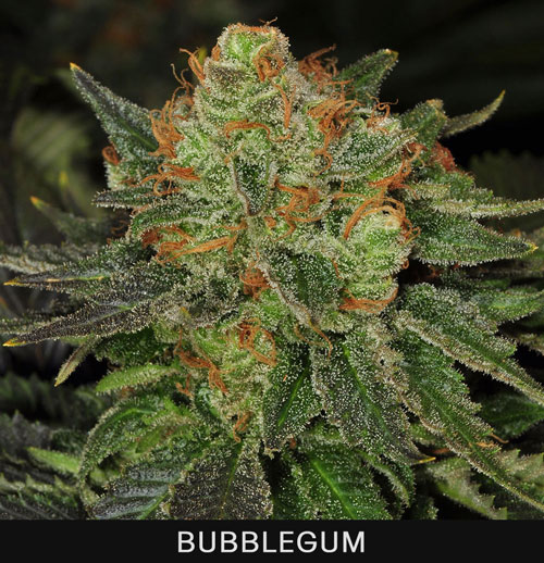 BUBBLEGUM - 50 UNIDADES FEMINIZADAS - T.H. SEEDS - SEMILLAS