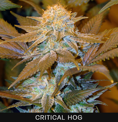 CRITICAL HOG - 50 UNIDADES FEMINIZADAS - T.H. SEEDS - SEMILLAS