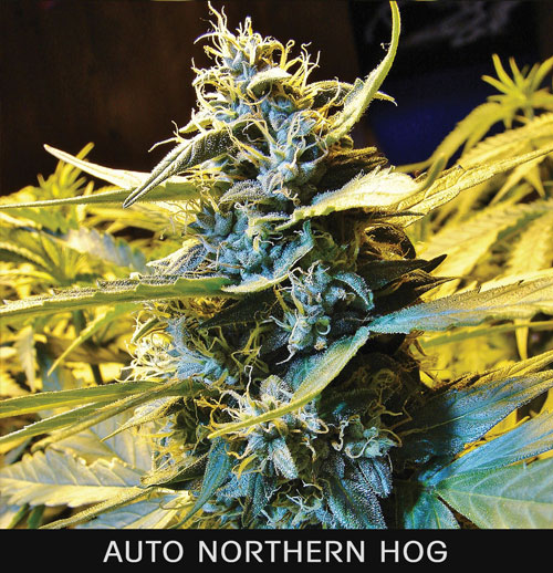 AUTO NORTHERN HOG - 50 UNIDADES FEMINIZADAS - T.H. SEEDS - SEMILLAS