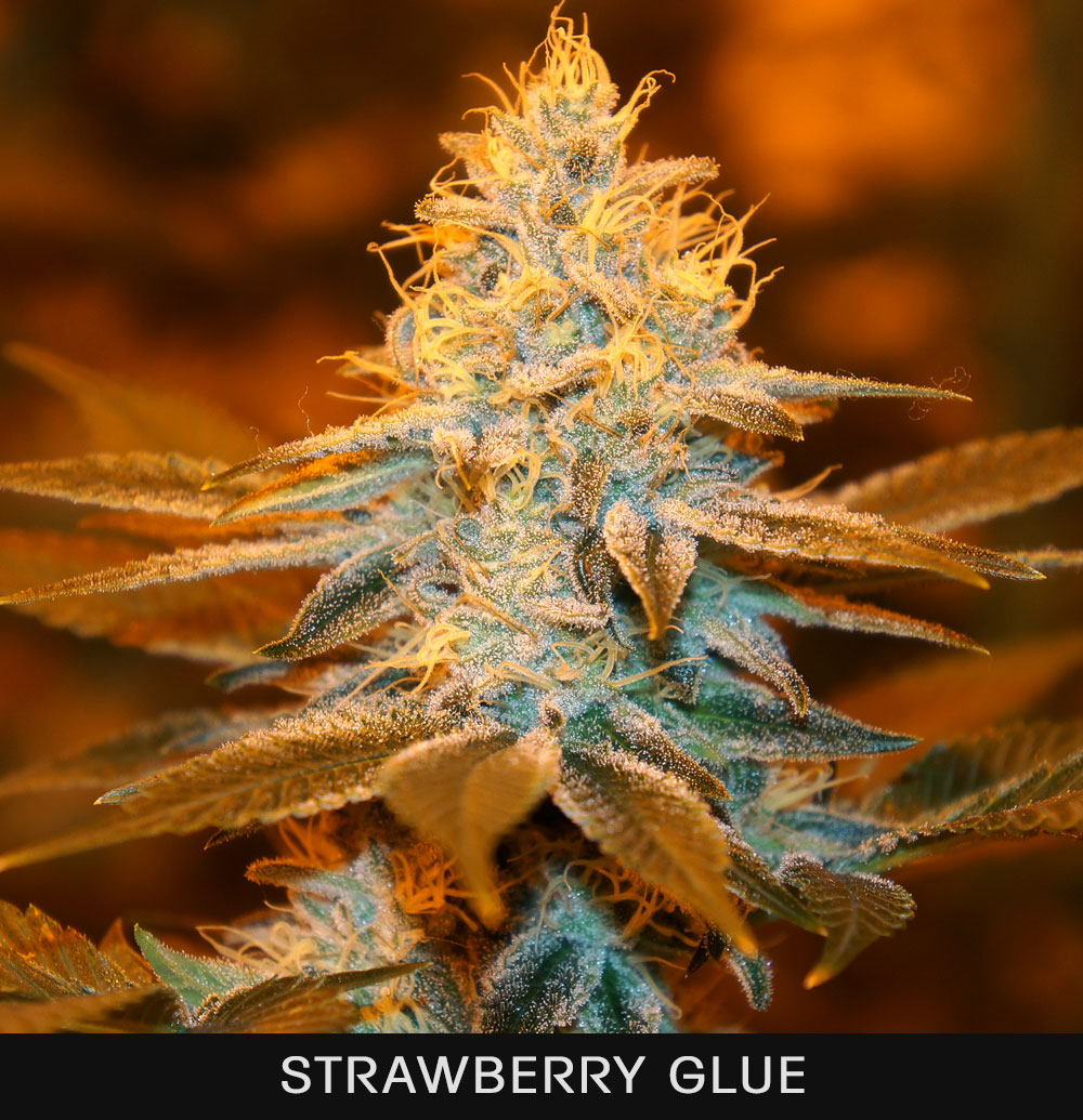 STRAWBERRY GLUE - 50 UNIDADES FEMINIZADAS - T.H. SEEDS - SEMILLAS