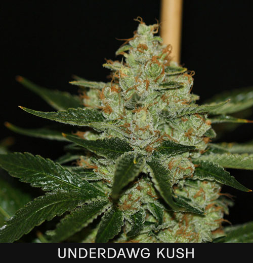 UNDERDAWG KUSH - 50 UNIDADES FEMINIZADAS - T.H. SEEDS - SEMILLAS