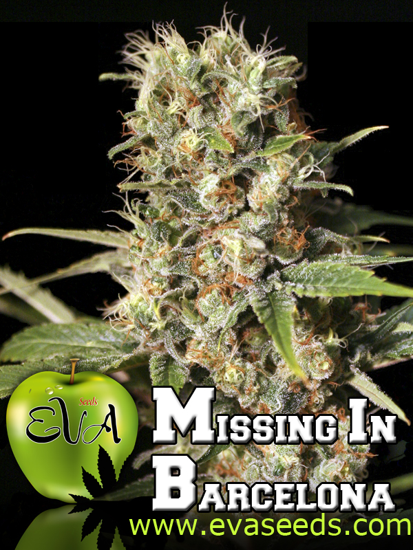 MISSING - PAQUETE DE 6 UNIDADES FEMINIZADA - EVA SEEDS - SEMILLAS