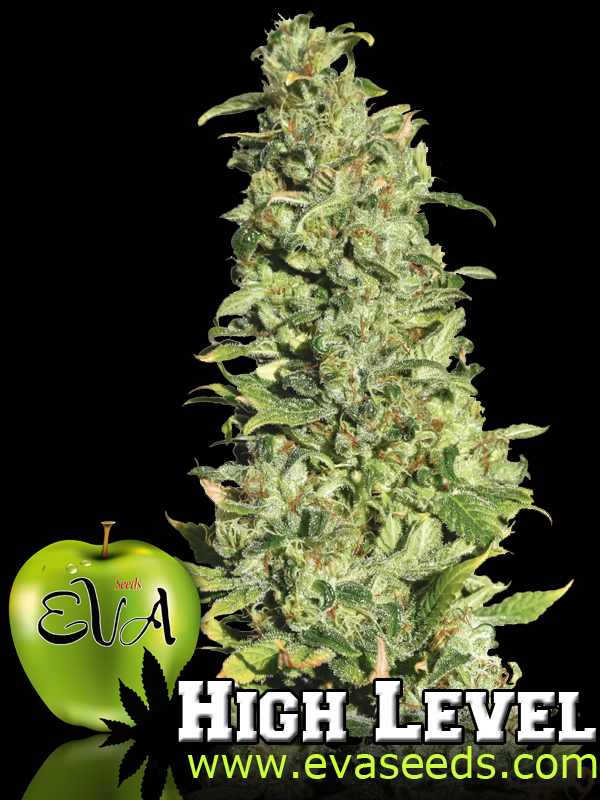 HIGH LEVEL - PAQUETE DE 9 UNIDADES FEMINIZADA - EVA SEEDS - SEMILLAS