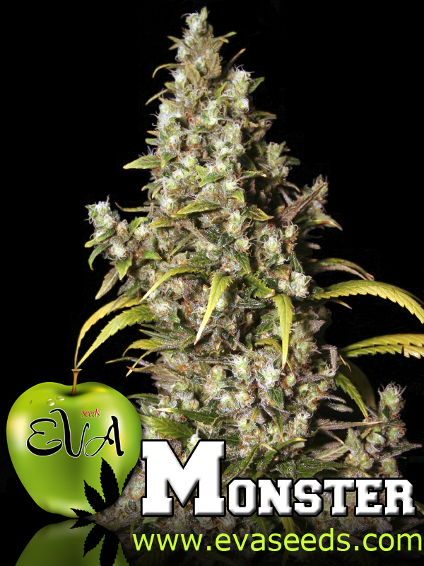 MONSTER - PAQUETE DE 9 UNIDADES FEMINIZADA - EVA SEEDS - SEMILLAS