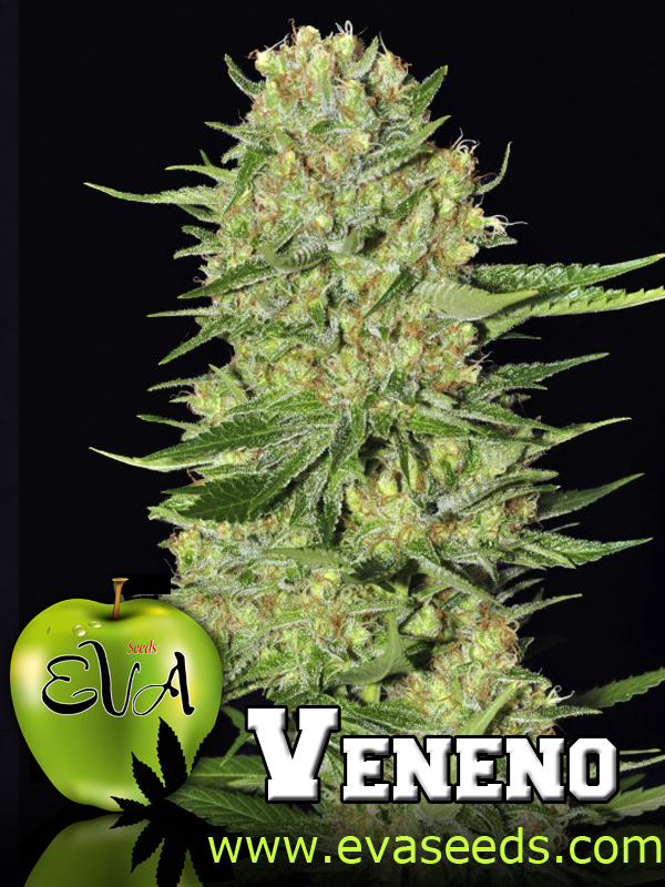 VENENO - PAQUETE DE 9 UNIDADES FEMINIZADA - EVA SEEDS - SEMILLAS