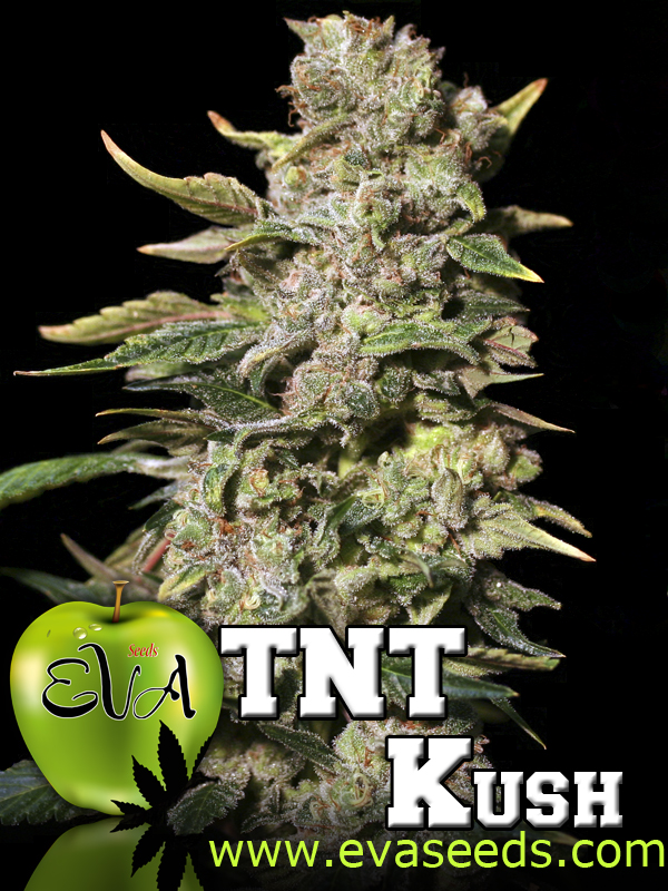 TNT KUSH - PAQUETE DE 3 UNIDADES FEMINIZADA - EVA SEEDS - SEMILLAS