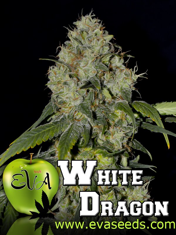 3 UND FEM - WHITE DRAGON - - EVA SEEDS - SEMILLAS