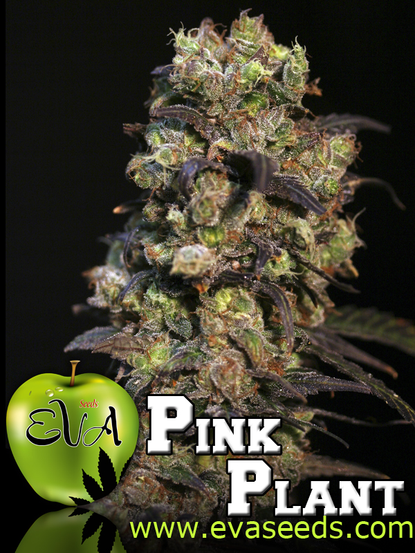 6 UND FEM - PINK PLANT - - EVA SEEDS - SEMILLAS