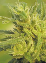 10 UND REG - ORIGINAL HAZE - PAQUETE DE 10 UNIDADES REGULAR - THE FLYING DUTCHMEN - SEMILLAS