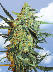 5 UND FEM - BLUEBERRY SKUNK - PAQUETE DE 5 UNIDADES FEMINIZADA - THE FLYING DUTCHMEN - SEMILLAS
