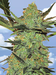 5 UND FEM - G-FORCE - PAQUETE DE 5 UNIDADES FEMINIZADA - THE FLYING DUTCHMEN - SEMILLAS