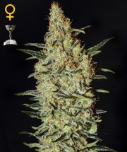NEVILLE'S HAZE - 10 UNIDADES FEMINIZADAS - GREEN HOUSE - SEMILLAS