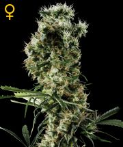 ARJAN'S HAZE #2 - 10 UNIDADES FEMINIZADAS - GREEN HOUSE - SEMILLAS