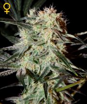 ARJAN'S STRAWBERRY HAZE - 5 UNIDADES FEMINIZADAS - GREEN HOUSE - SEMILLAS