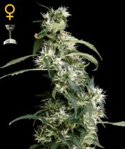 ARJAN'S ULTRA HAZE #2 - 5 UNIDADES FEMINIZADAS - GREEN HOUSE - SEMILLAS