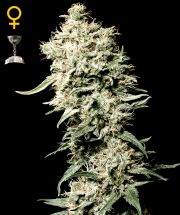 WHITE RHINO - 5 UNIDADES FEMINIZADAS - GREEN HOUSE - SEMILLAS