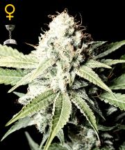 GREAT WHITE SHARK - 5 UNIDADES FEMINIZADAS - GREEN HOUSE - SEMILLAS